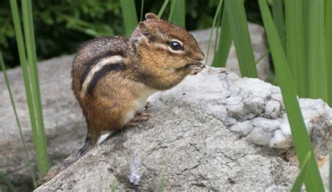 This disruption is not limited to human geography; How to Get Rid of Those Pesky Chipmunks on Your Property