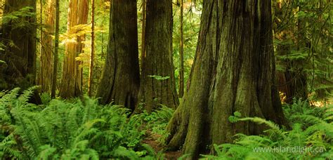 Giant Red Ceders At Cathedral Grove ~ Forest Photo From Cathedral Grove