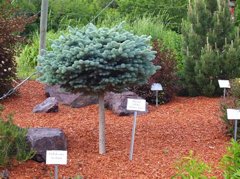 The bright blue needles hold their color all year long, but are a brighter hue in summer. Dwarf Globe Blue Spruce Trees - Knecht's Nurseries ...