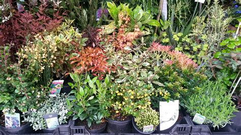 Blog Posts Park Lane Plants Wholesale Plants Lancashire