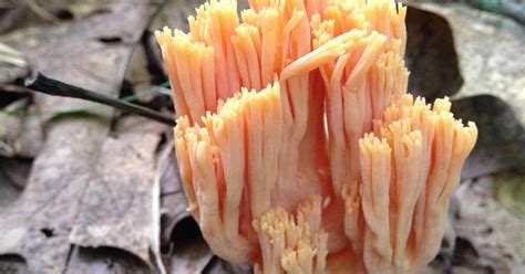 Ohio Mushroom Identification All Mushroom Info