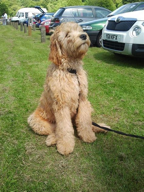 Find your perfect hairstyle with our free questionnaire. Labradoodle, this WILL be my first dog. Present for ...