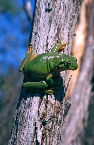 Australian Green Tree Frog Green Tree Frog Green Trees Australian
