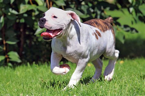 American Bulldog Dog Breed Information And Characteristics Daily Paws