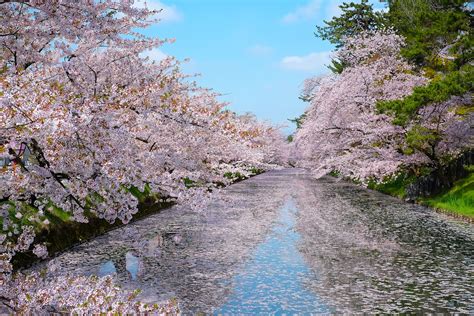 Cherry Blossom Festival 2018 A Serious Must Do In Japan