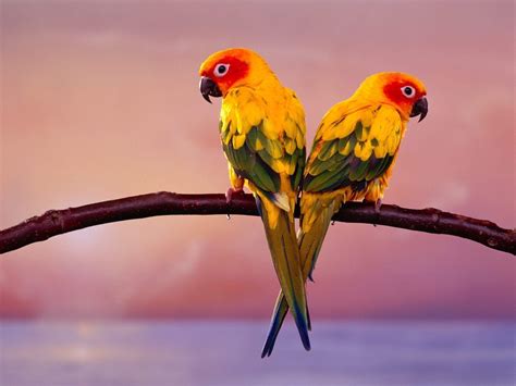 Love Birds Hd Wallpapers Wallpaper Cave