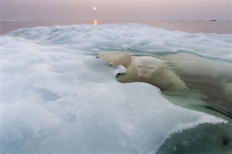 Underwater Polar Bear Hudson Bay Nunavut Canada Fubiz Media