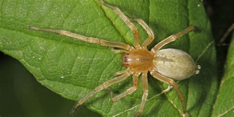 8 Poisonous Spiders In Pennsylvania Identification Risk