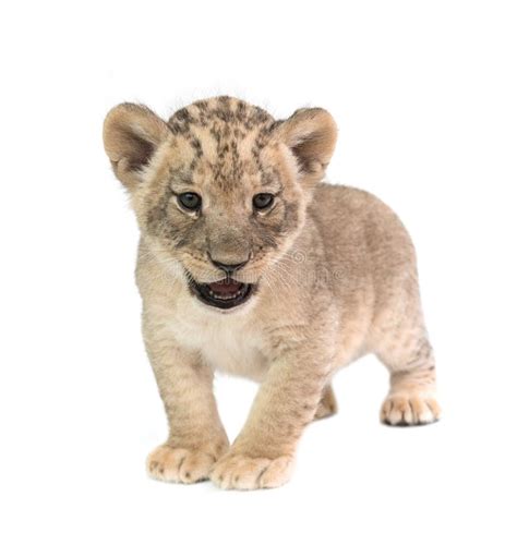 Baby Lion Isolated On White Background Stock Image Image Of Whisker