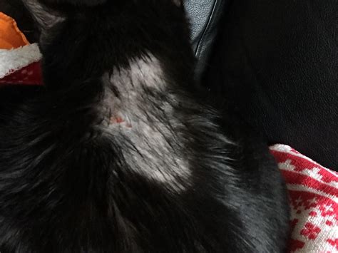 Cat Is Losing Hair On Her Neck It Started As A Few Scabs Then A Bald
