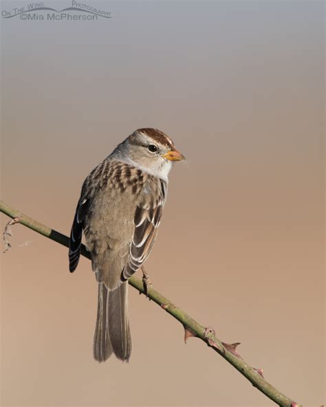 White Crowned Sparrow Juvenile On A Wild Rose On The Wing Photography