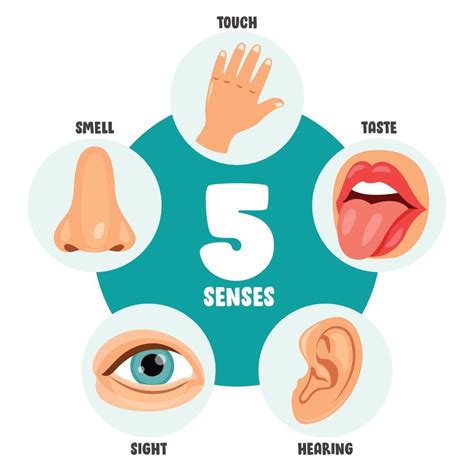 Five Senses Concept With Human Organs 2391198 Vector Art At Vecteezy