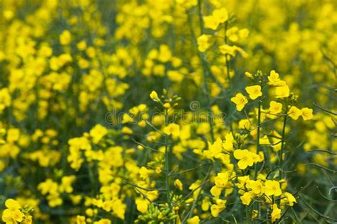 Yellow Rapeseed Flowers Bloom On A Farm In A Field Stock Photo Image