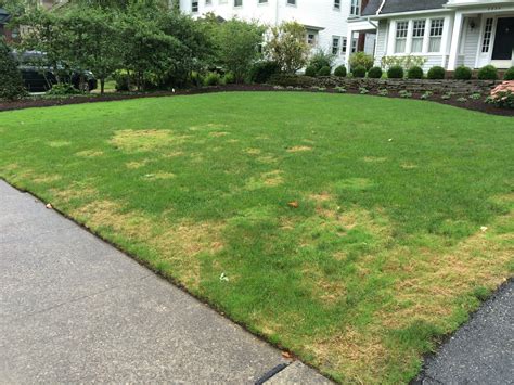 Lawn Lad Landscaper Controlling And Eliminating Creeping Bentgrass