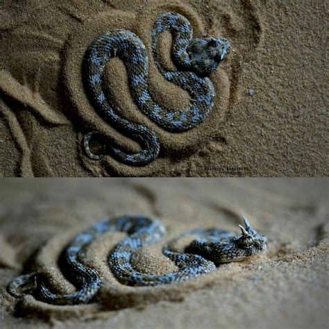 A Saharan Horned Vipercerastes Cerastes Viper Snake Viper