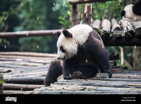 Panda In The Jungle Stock Photo Alamy