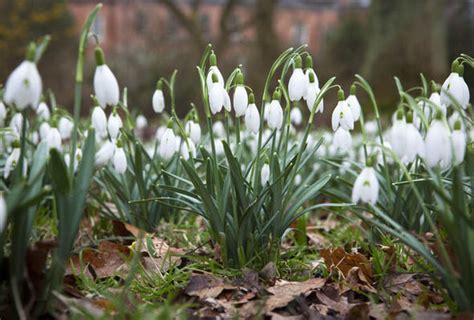 National Trust Gardens Best To See Snowdrops In Uk Uk