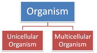 Animal cells do not have cell walls. Multicellular and unicellular cells - Science Info King