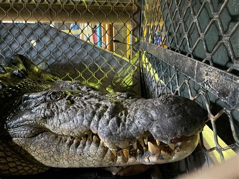 Aggressive 14 Foot Icon Crocodile Captured Near Australia Swimming Hole