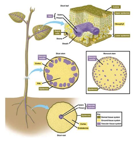 Яɛʌιƨισи мακɛ Ƥɛяғɛcт Biology Plant Tissue