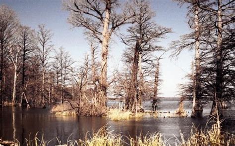 Find a nearby mcdonald's and get information on restaurant hours, services and more. Reelfoot Lake in Tiptonville, TN - Tennessee Vacation
