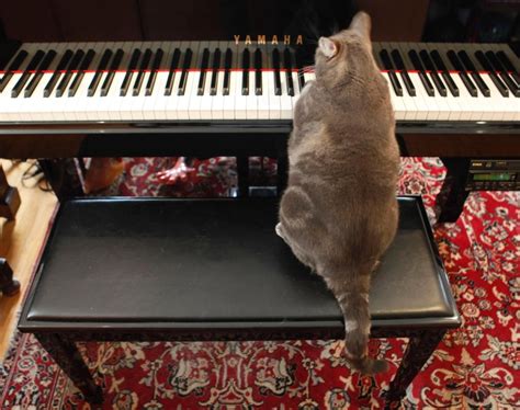 Cat Playing Piano Photos Animals Theyre Just Like People Piano
