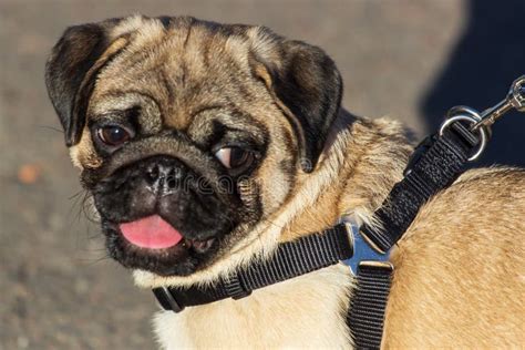 New Born Pug Dog Playing Outdoorsportrait Of Beautiful Male Pug Puppy