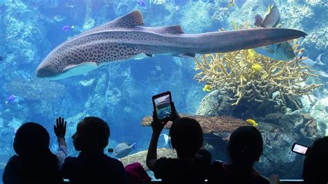Последние твиты от lost in the pacific (@lost_in_pacific). Aquarium of the Pacific Unveils $53 Million New Wing: Is ...