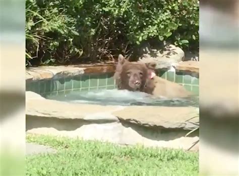 California Bear Chills In Hot Tub And Enjoys A Margarita Thrillist
