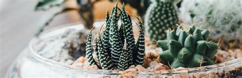 The population was 30,112 at the 2010 census. Create a Terrarium | Love The Garden
