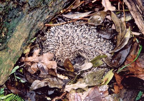 Hibernation ~ A Nest Is Made Over Many Nights From Dry Leaves And Grass