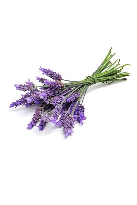 Lavender Oil dōTERRA Essential Oils Essential Oil Uses Doterra