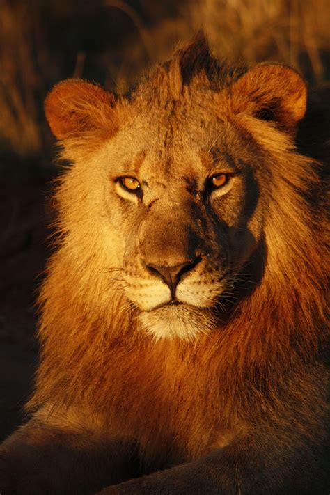 Beautiful Male Lion Image Lion Images Animals