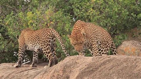 Lion Mating With Cheetah