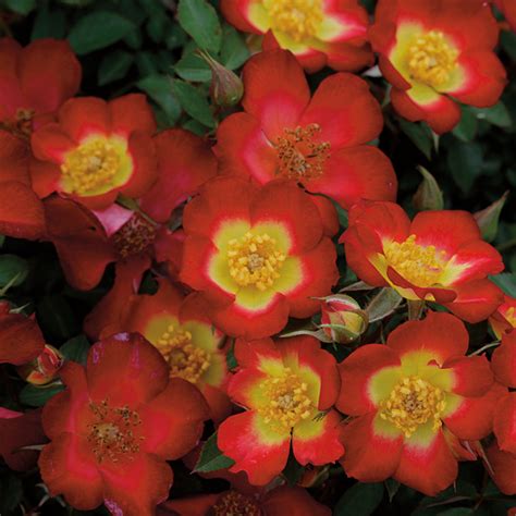 Playful Happy Trails Groundcover Rose Groundcover Roses Edmunds Roses