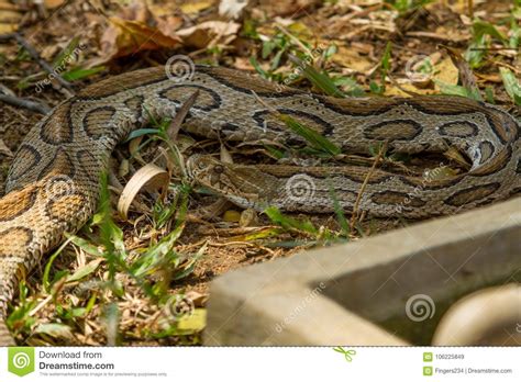 Un Estudio De La Serpiente Del Constrictor De Boa Imagen De Archivo
