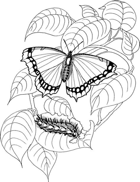 Borboleta Para Colorir Desenho Imagens Para Imprimir Artesanato Passo A Passo