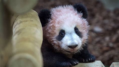 Baby Panda Makes First Public Appearance In France World News Sky News