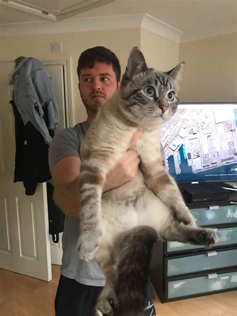 Angles Make It Look Like Im Holding A Giant Cat Rfunny