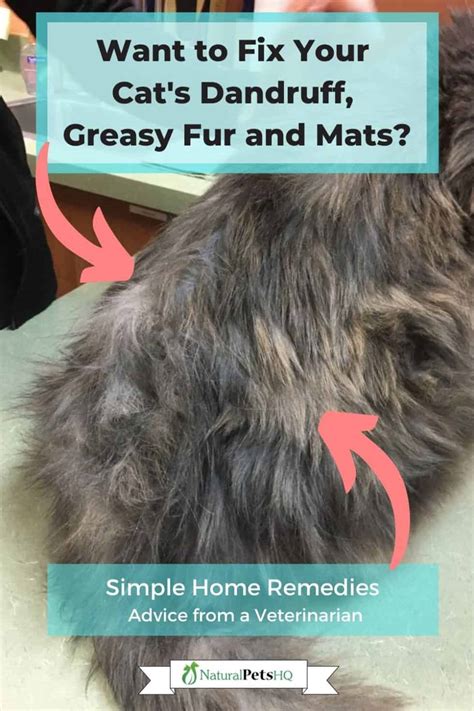 5 Easy Ways To Fix Cat Dandruff Greasy Fur And Mats Nphq Veterinarian