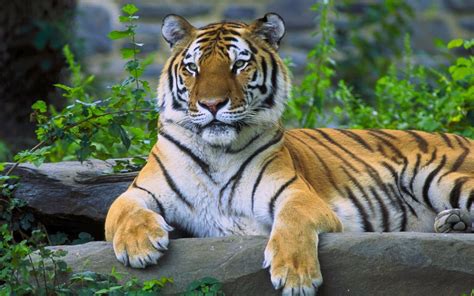 Tiger Animals Nature Wallpapers Hd Desktop And Mobile Backgrounds Images