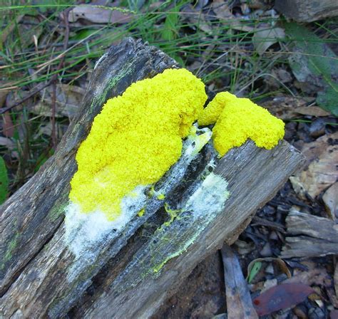 Yellow Fungi Fungus Heres One I Havent Seen Before It Ap Flickr