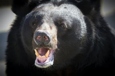 internet buzz jewel the black bear gives birth to cubs [video]