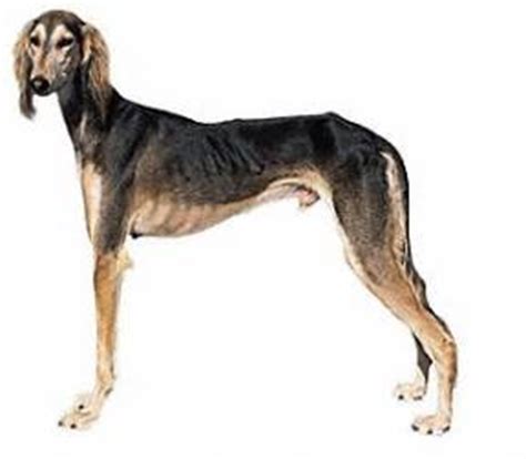puppy education breed section saluki