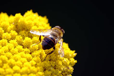 Bee On Yellow Petaled Flower Hd Wallpaper Wallpaper Flare