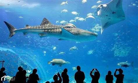Get To Know Istanbul Aquarium The Best Of Its Kind Move 2 Turkey