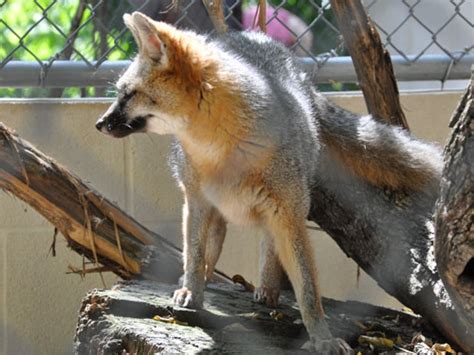 Urocyon Cinereoargenteus Grey Fox In Zoos