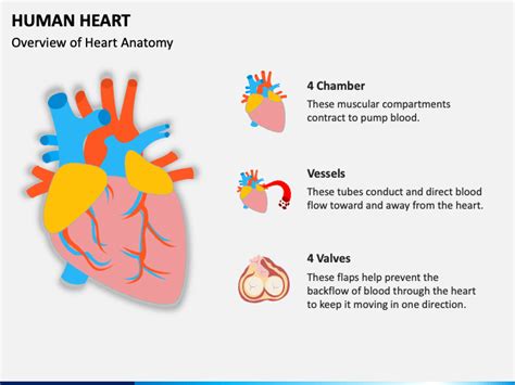 Human Heart Powerpoint Template Ppt Slides