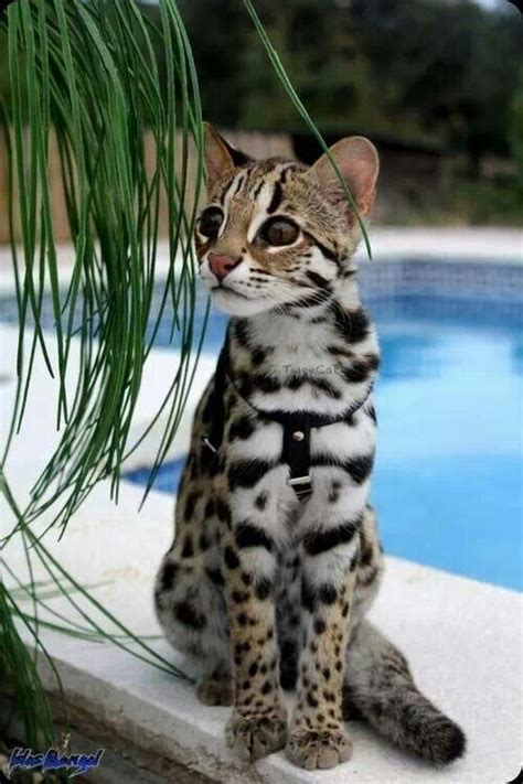 Asian Leopard Cat Cats Big And Small Pinterest