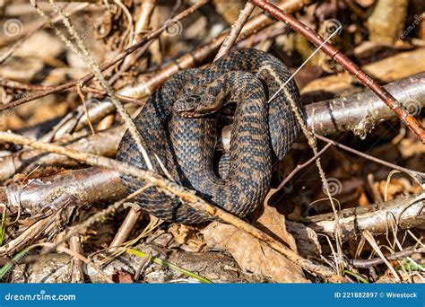 Closeup Of A Common European Adder On The Ground An Extremely